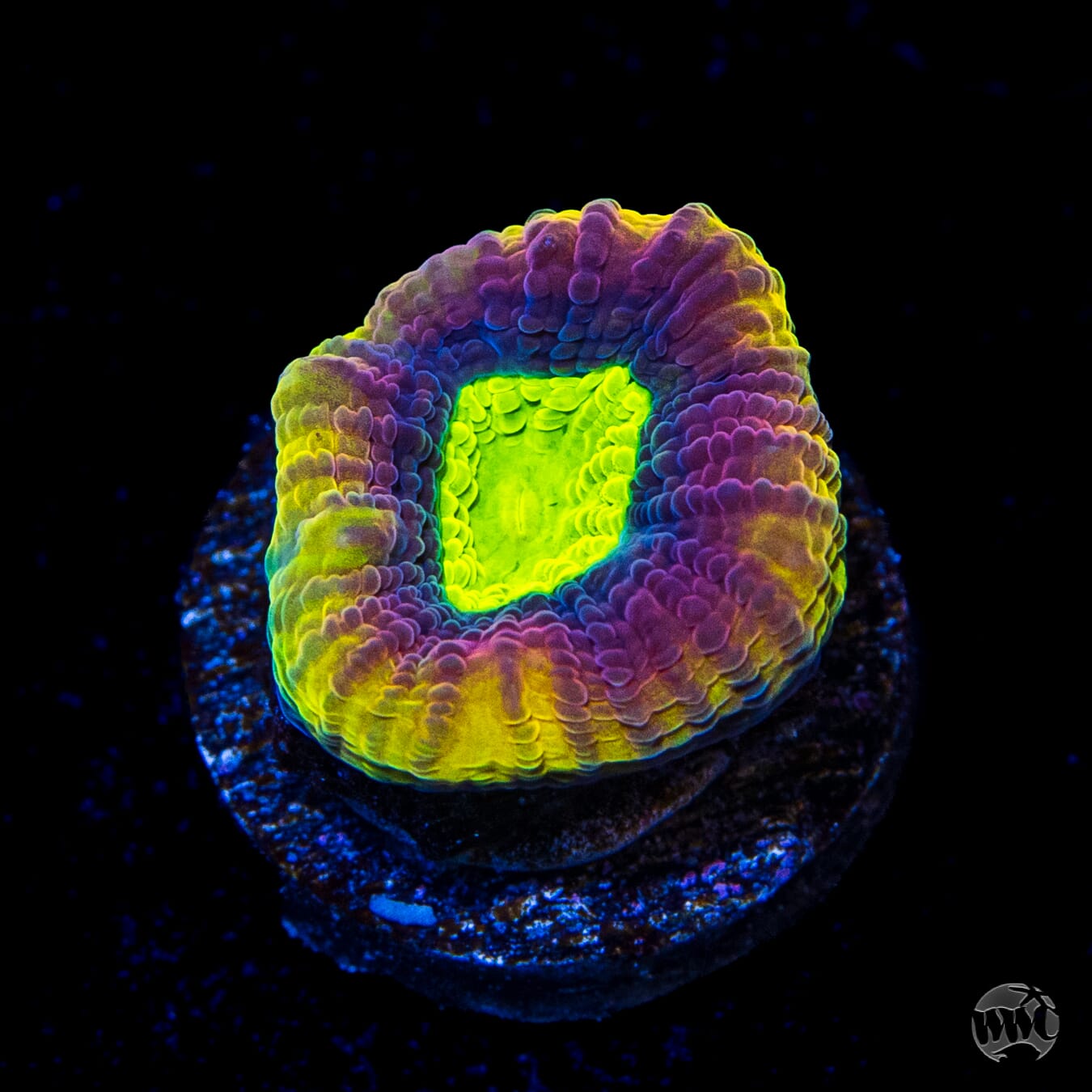 Dragon Soul Prism Goniastrea Coral