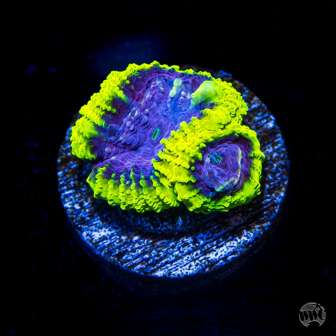WWC Space Monkey Favia