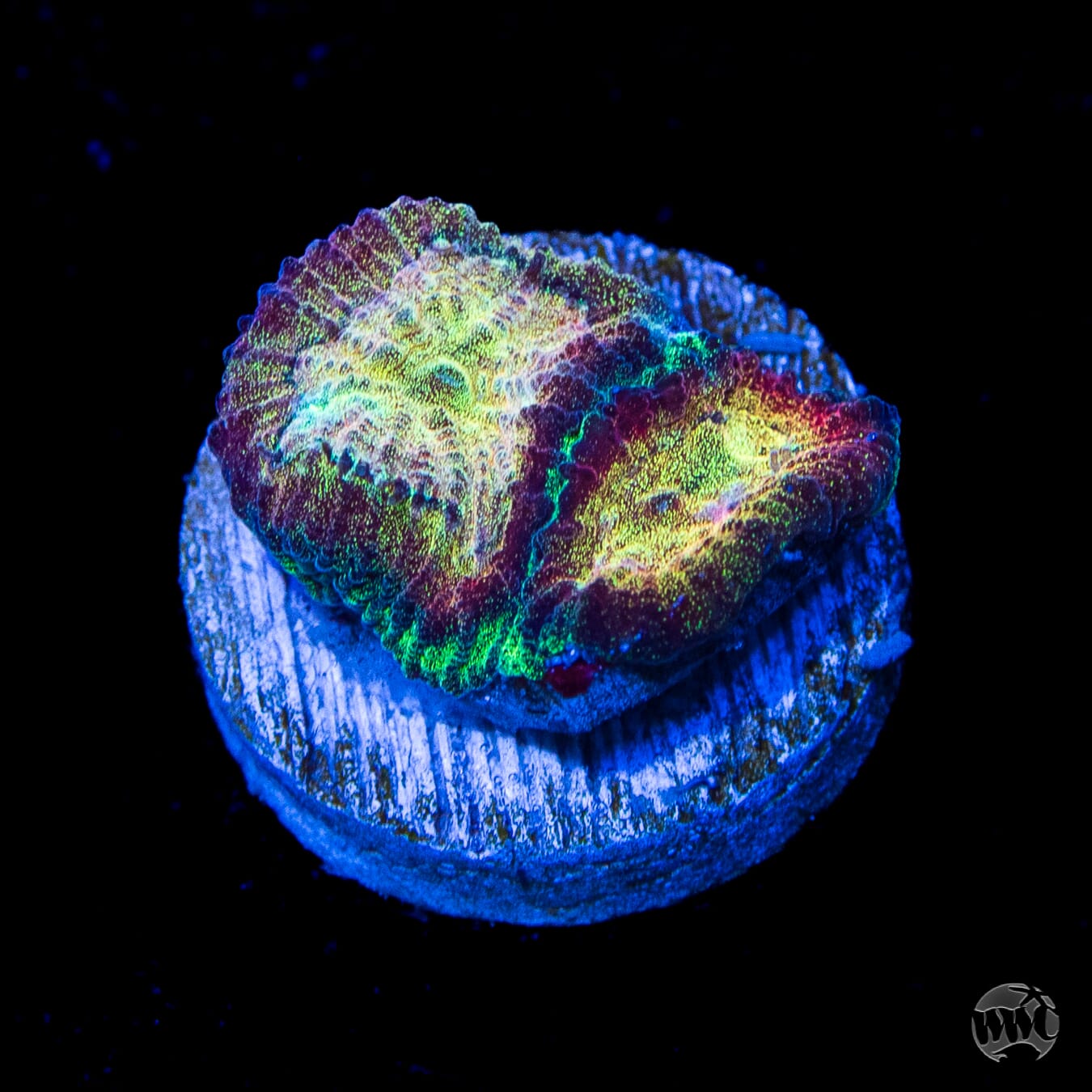 WWC Gold Dust Favia