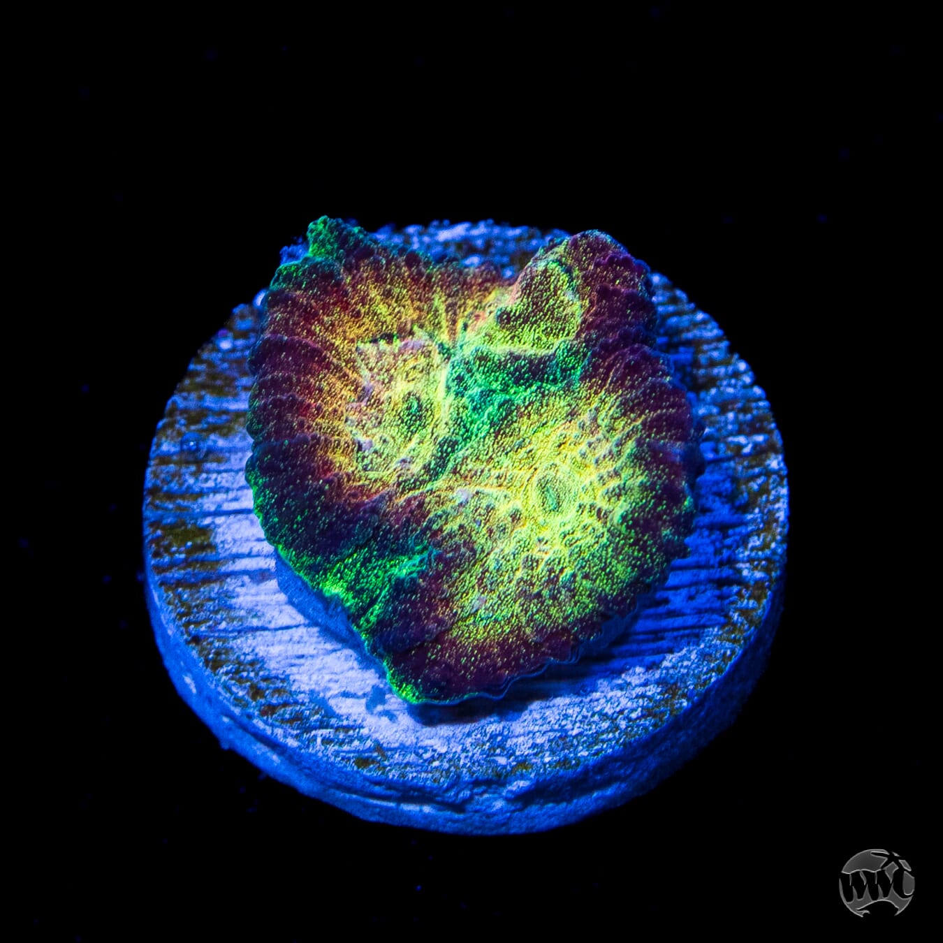 WWC Gold Dust Favia