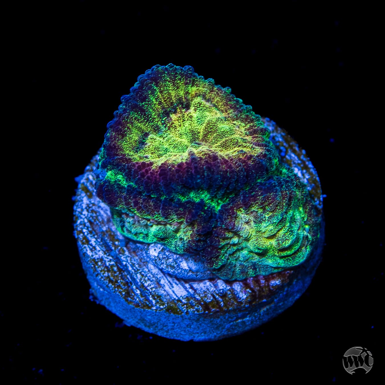 WWC Gold Dust Favia