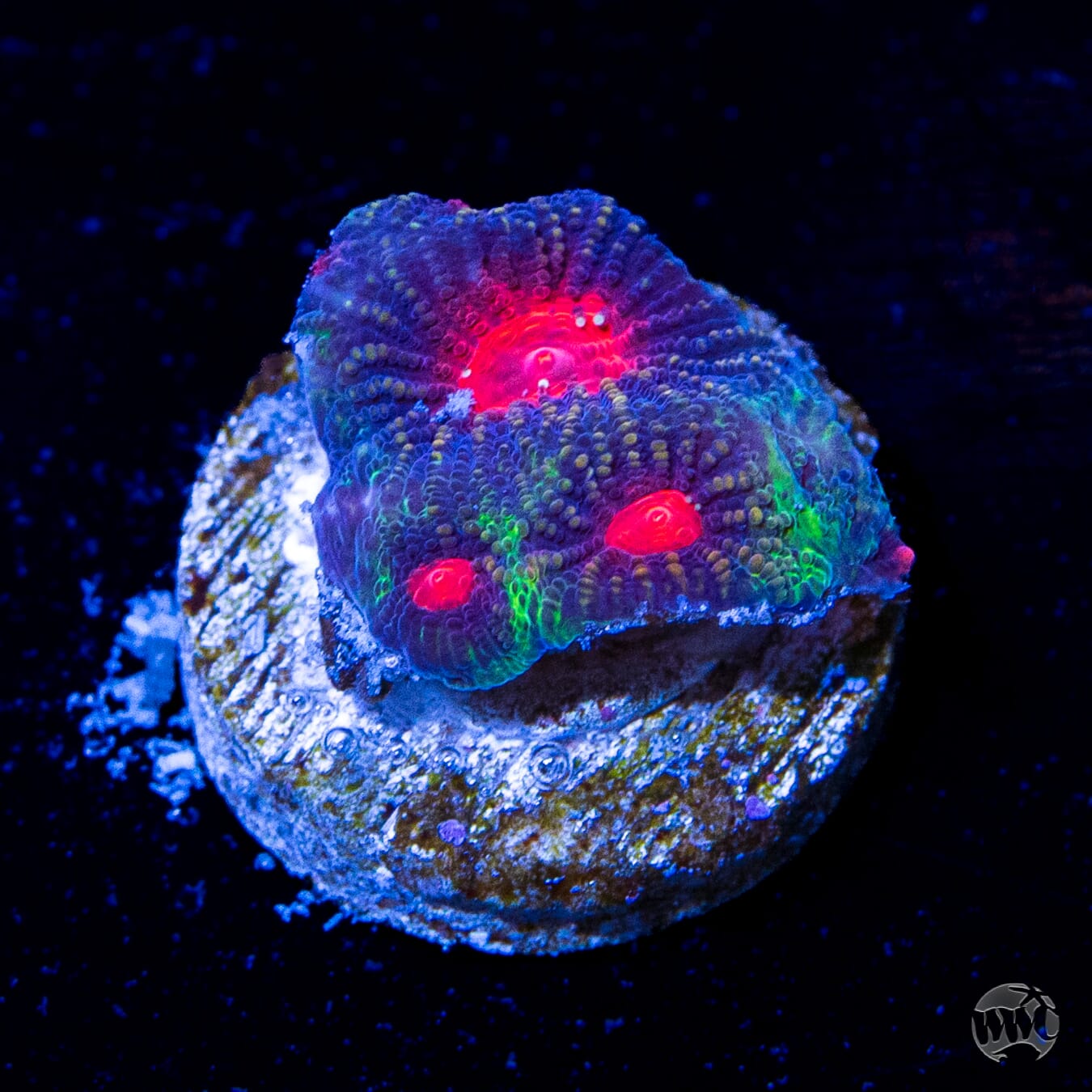 WWC Rainbow Rim Favites