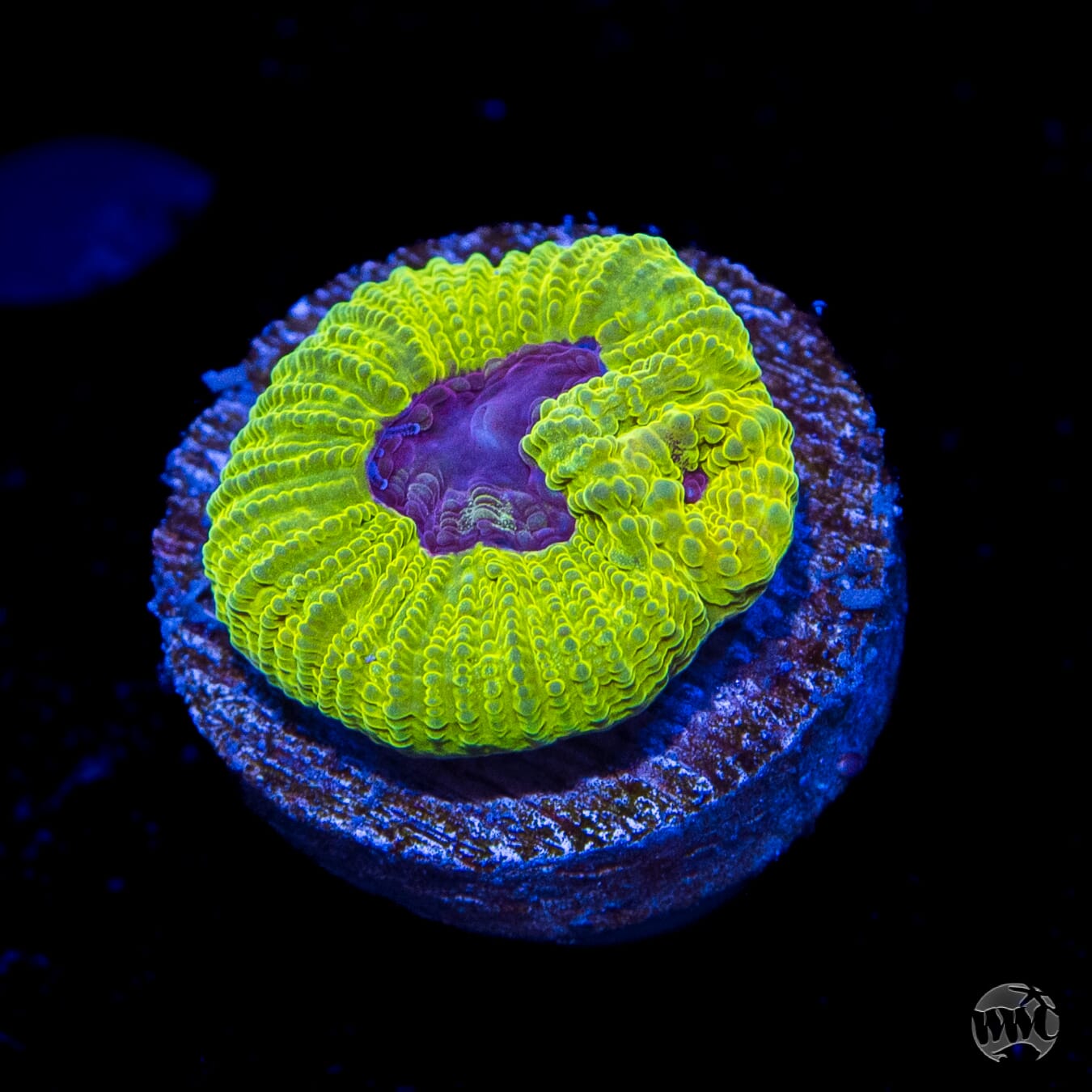 WWC Lemon Zoinkerz Favia