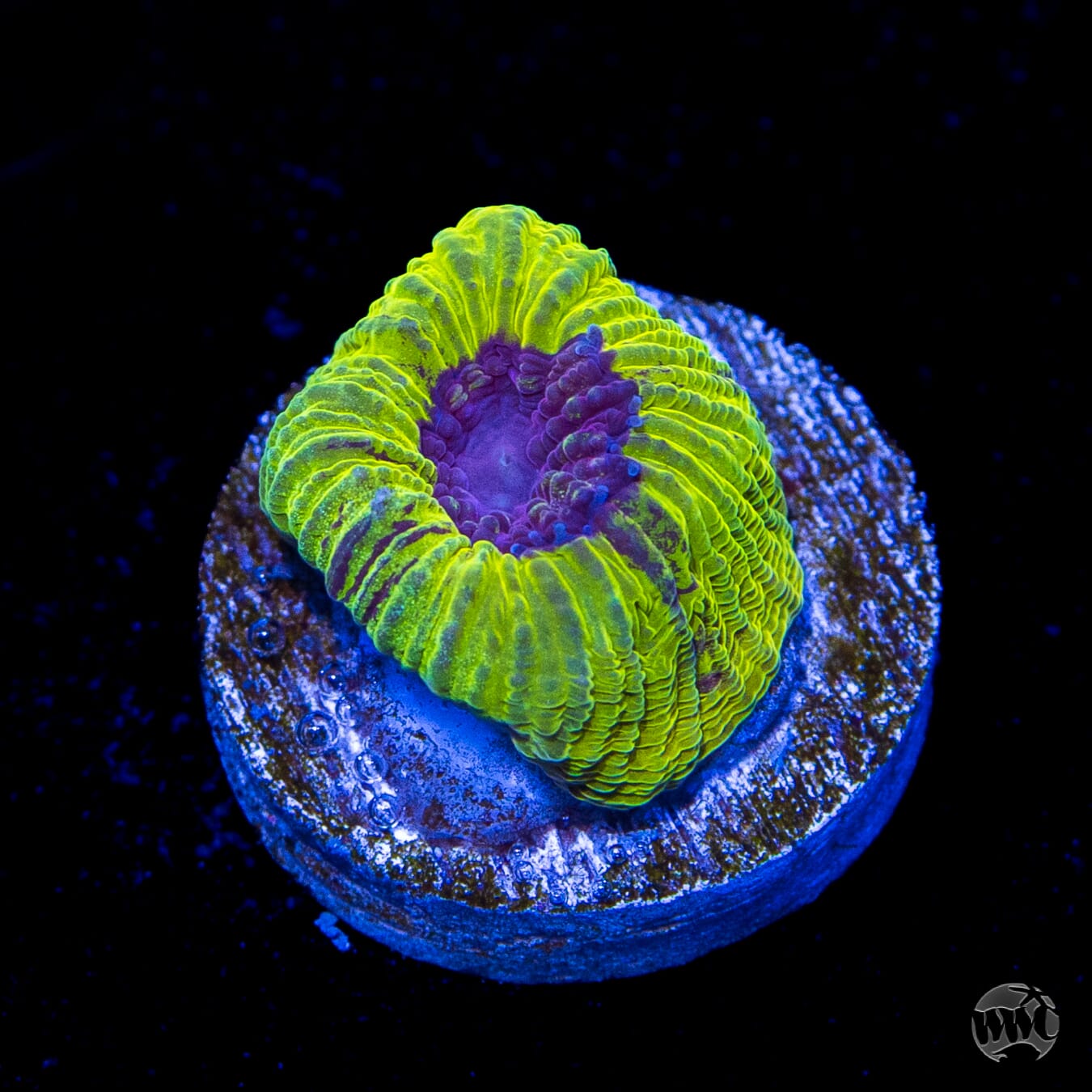 WWC Lemon Zoinkerz Favia