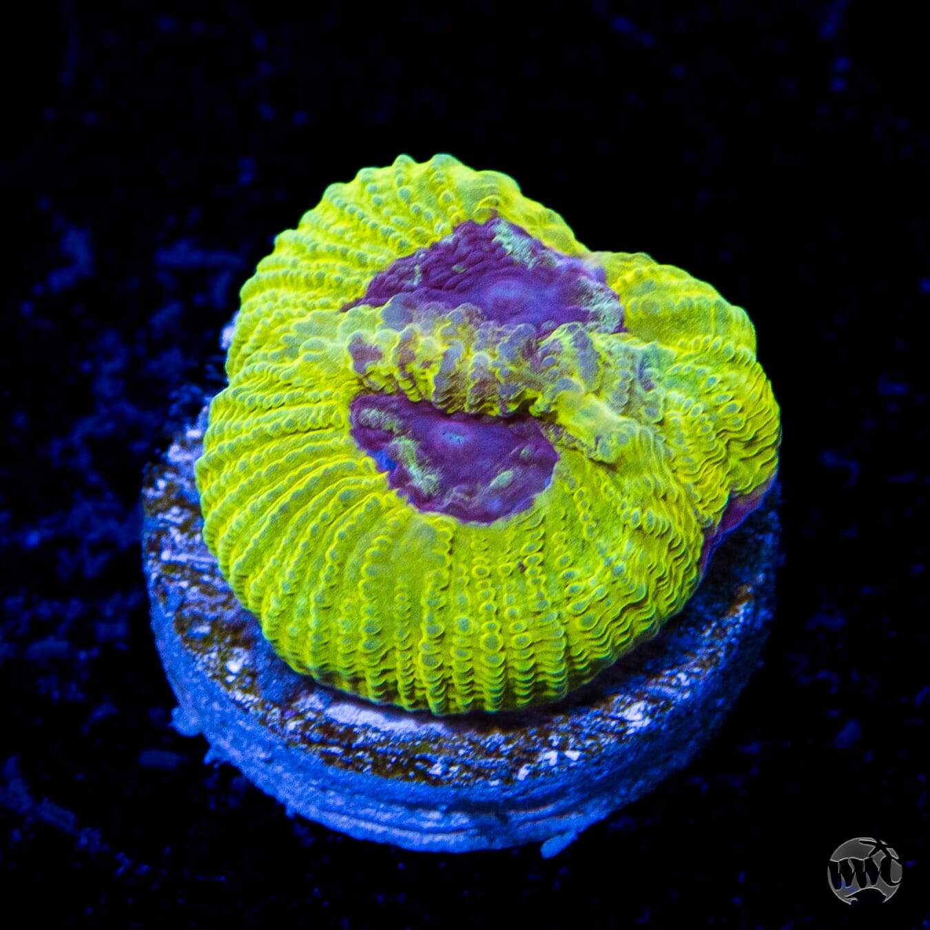 WWC Lemon Zoinkerz Favia