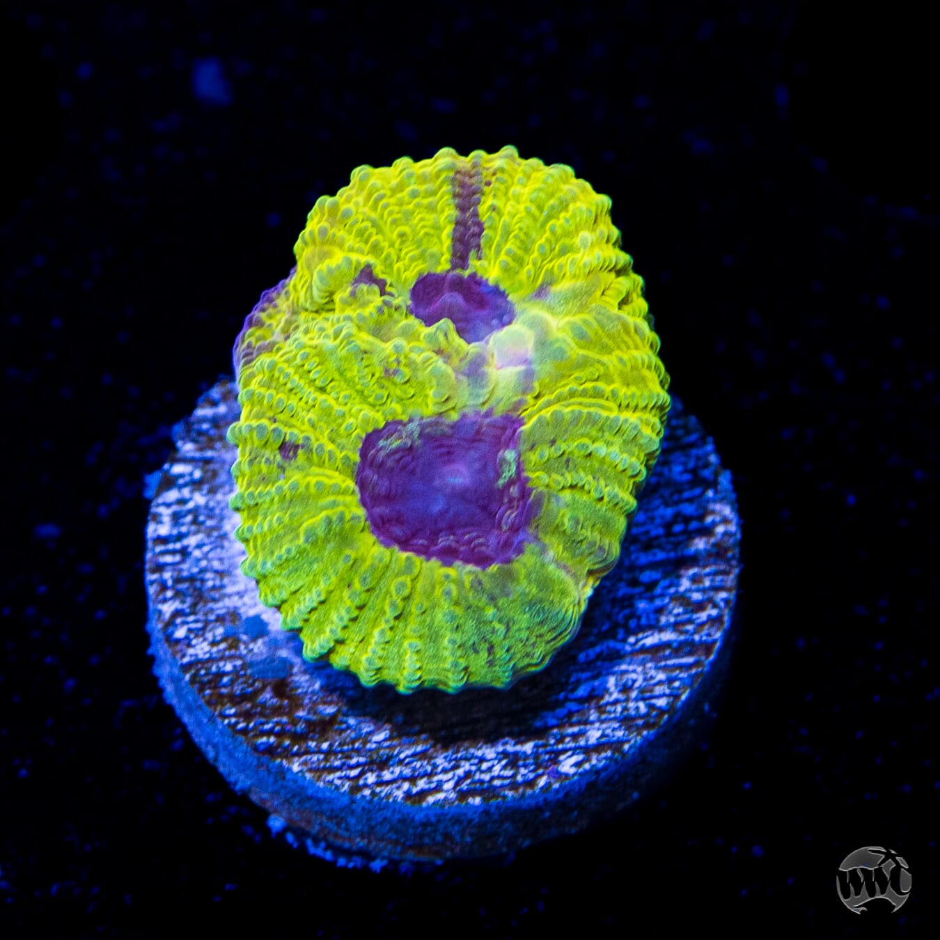 WWC Lemon Zoinkerz Favia