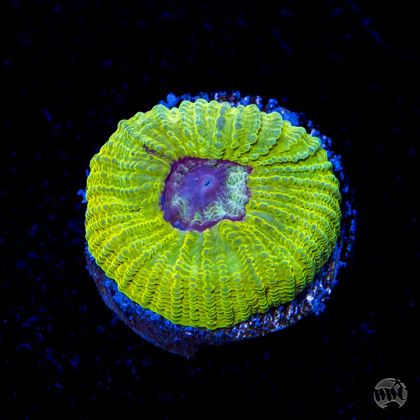 WWC Lemon Zoinkerz Favia