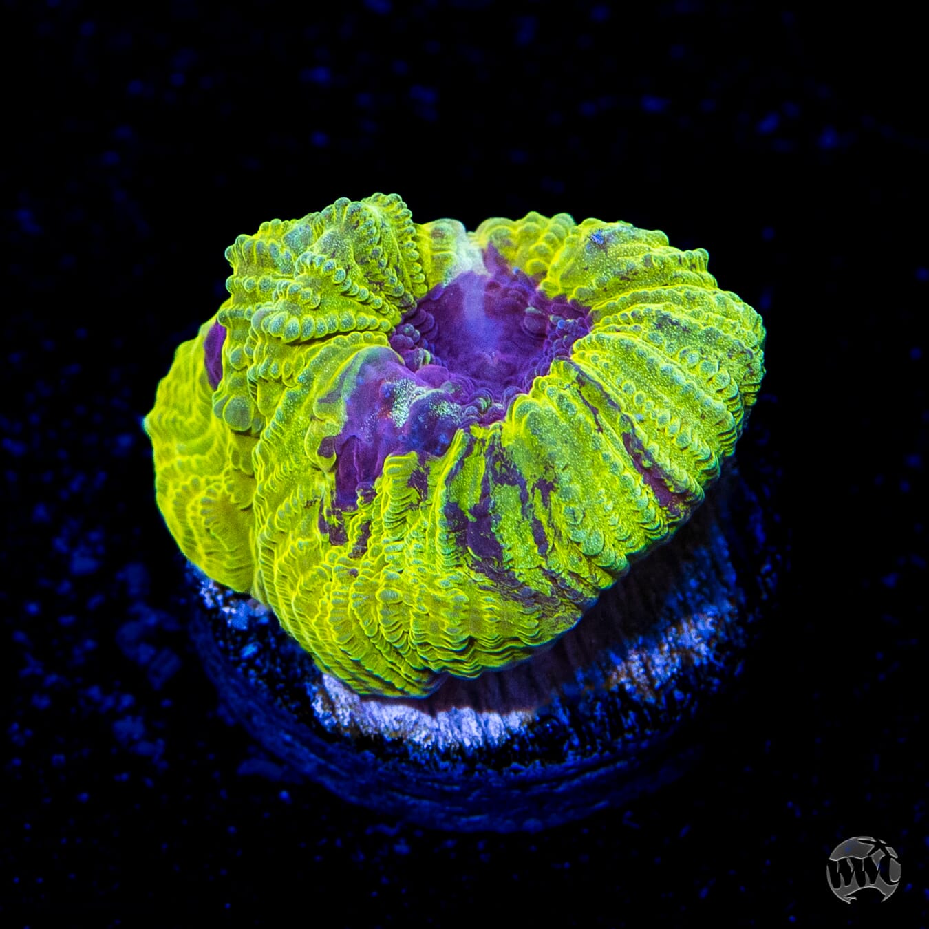 WWC Lemon Zoinkerz Favia