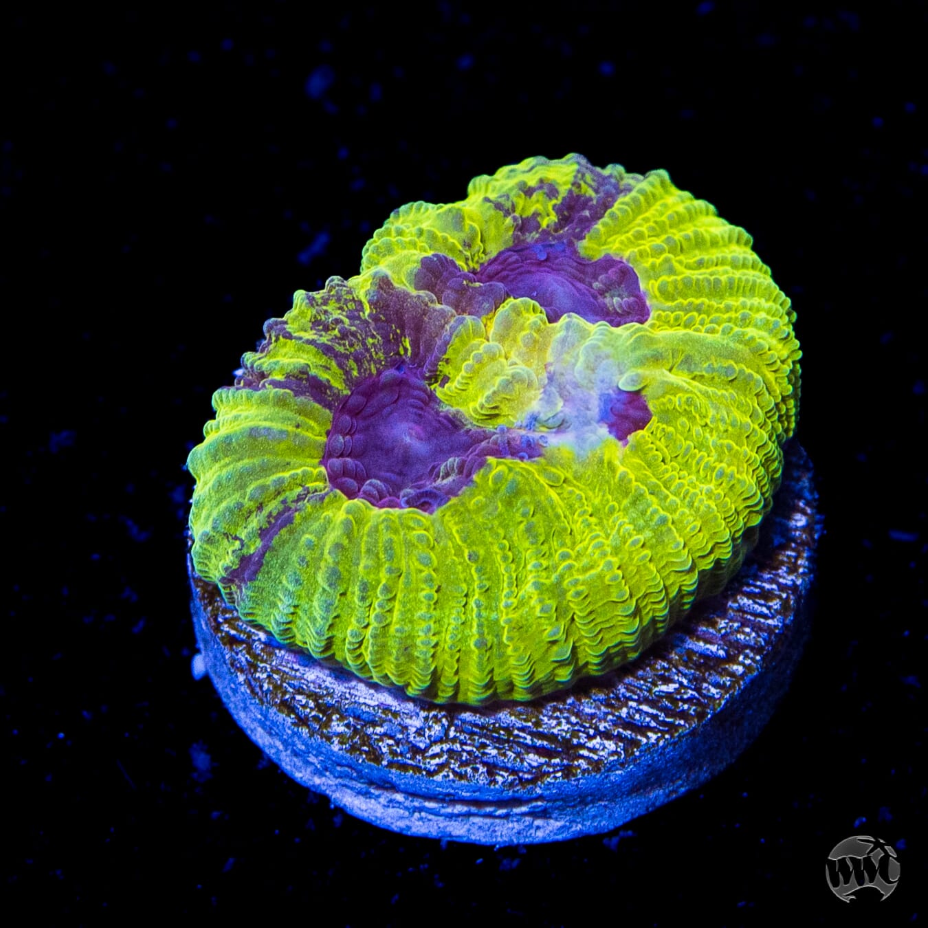 WWC Lemon Zoinkerz Favia