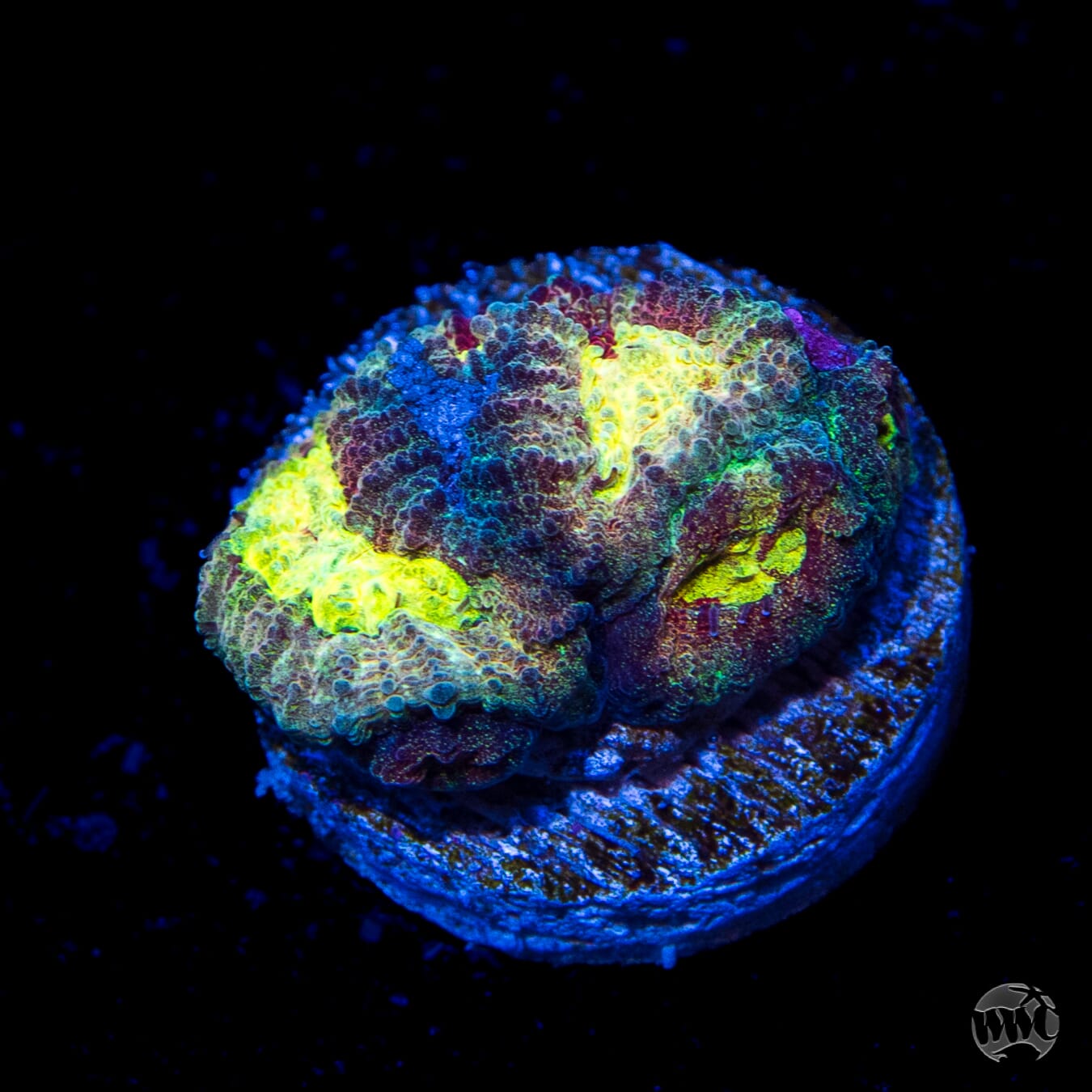 WWC Diversity Favia