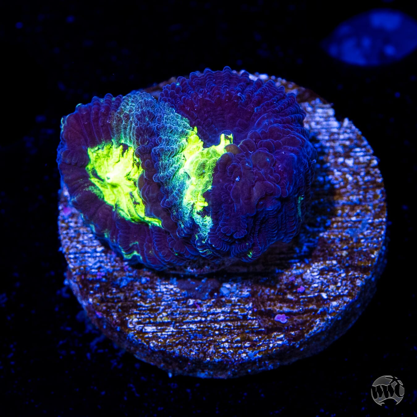 WWC Necromancer Favia
