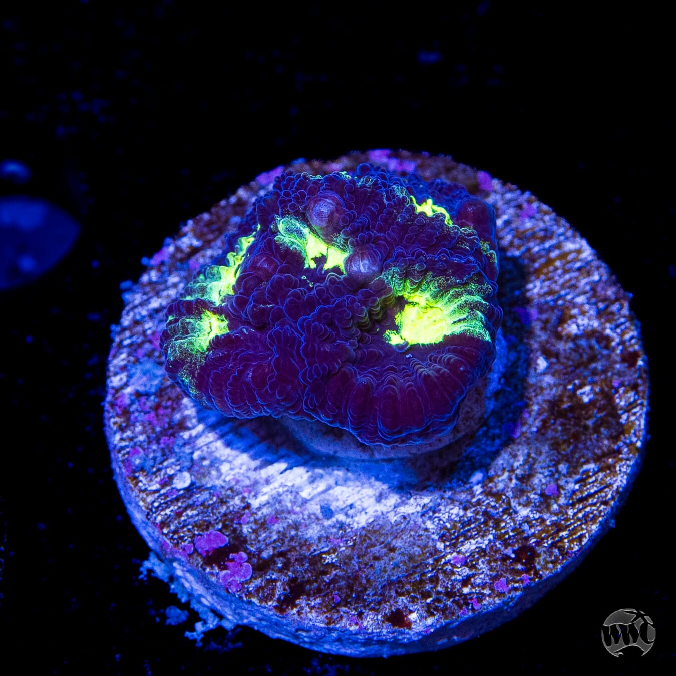 WWC Necromancer Favia