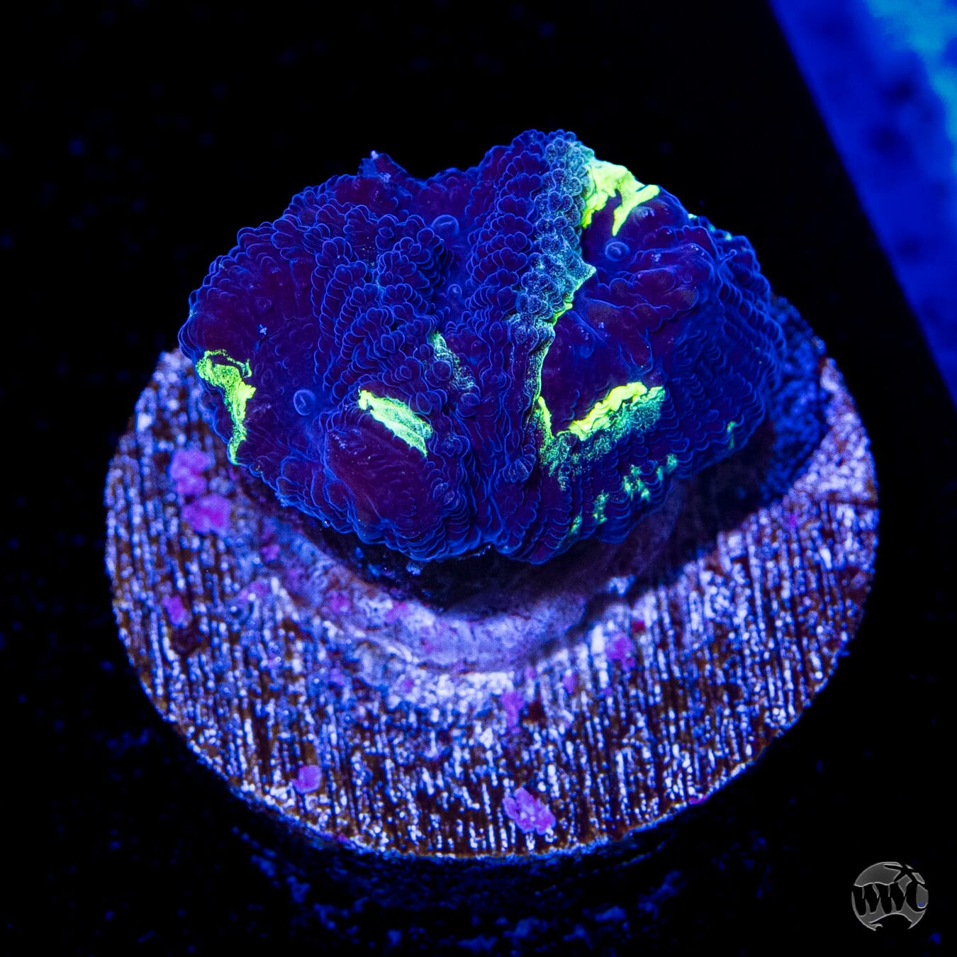 WWC Necromancer Favia