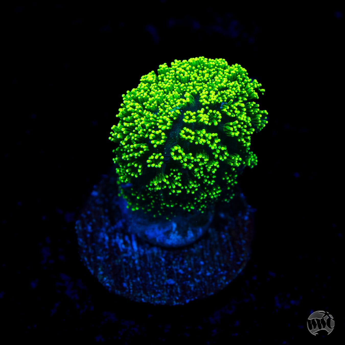 WWC Green Goblin Stylophora