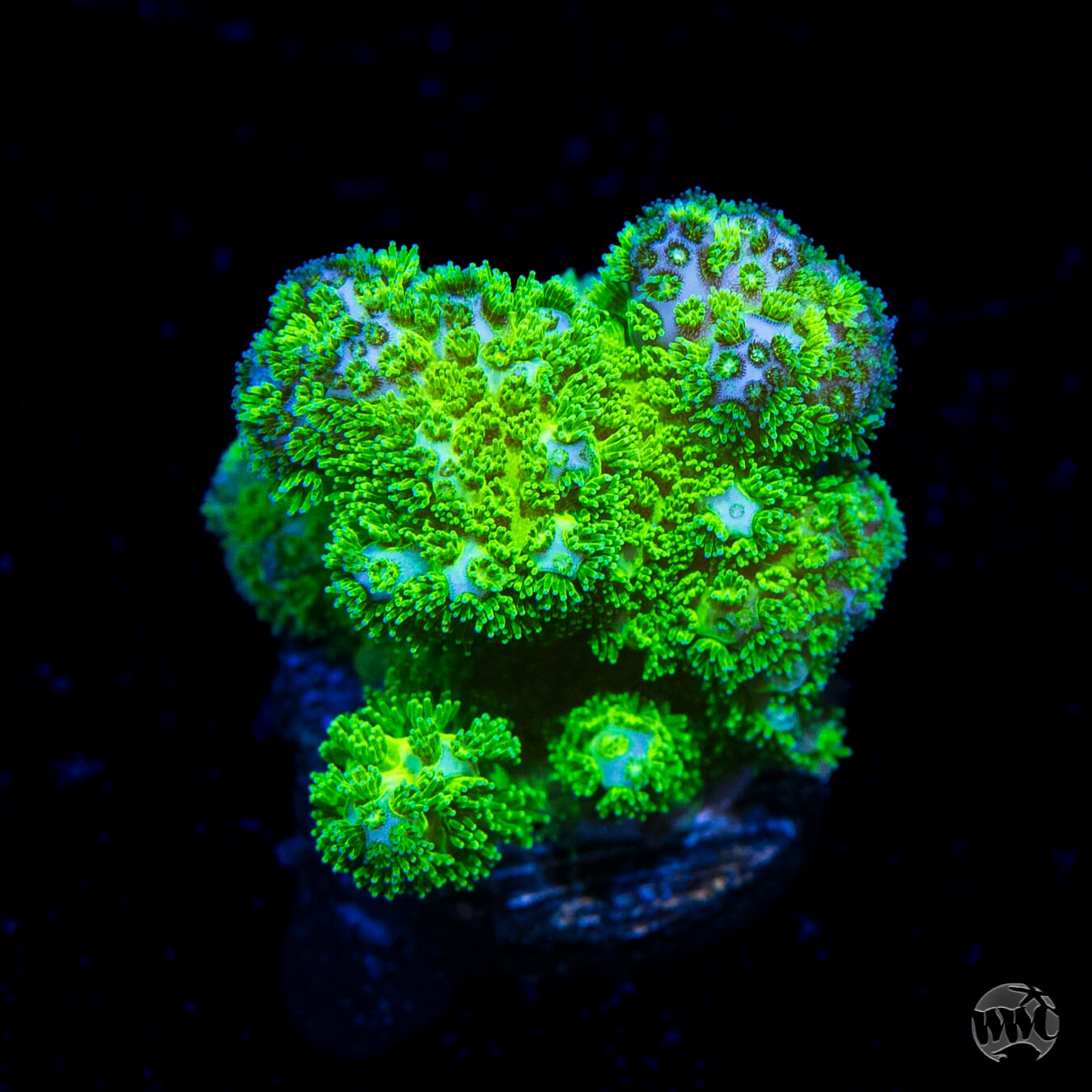 WWC Fallout Pocillopora Coral