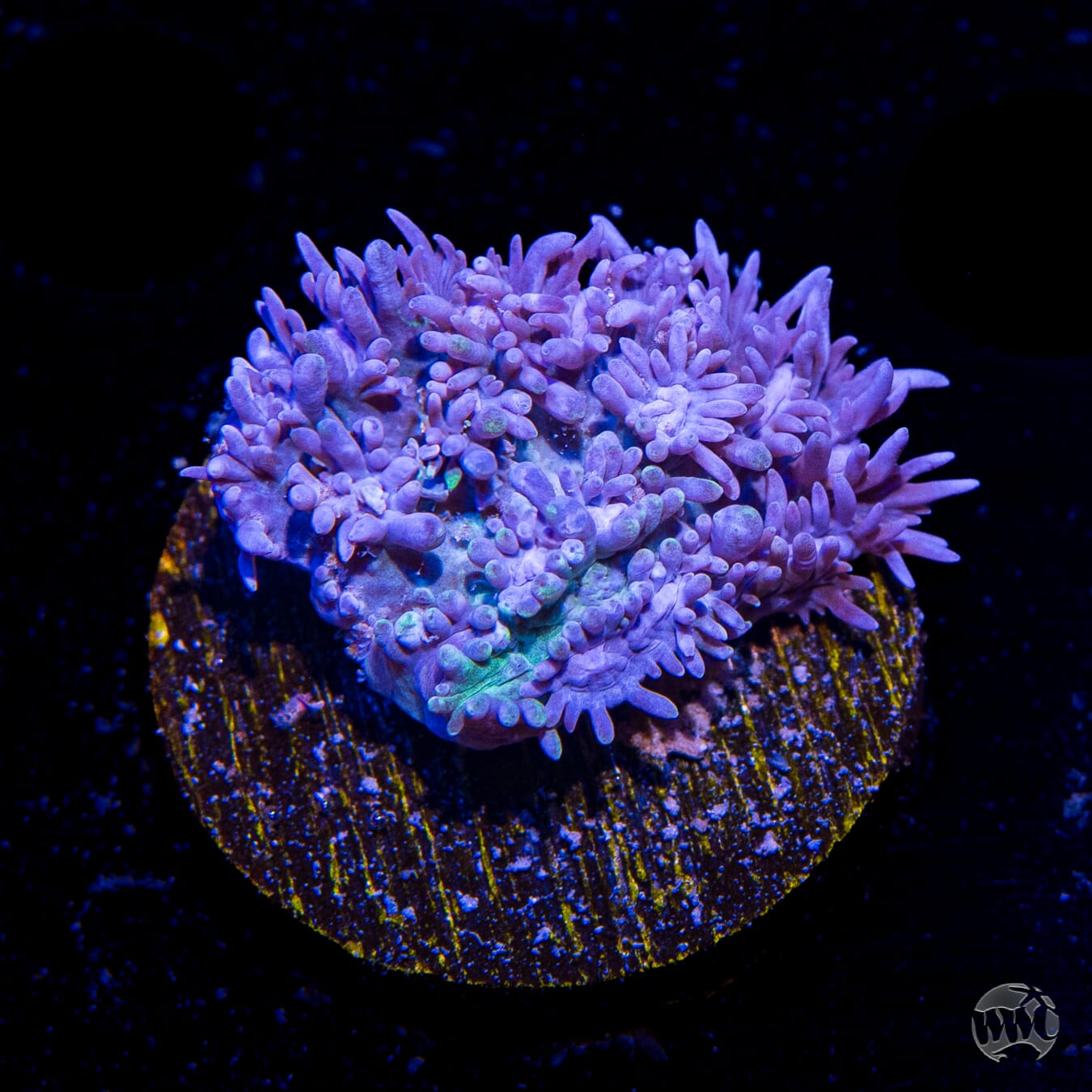 Blueberry Encrusting Hydnophora