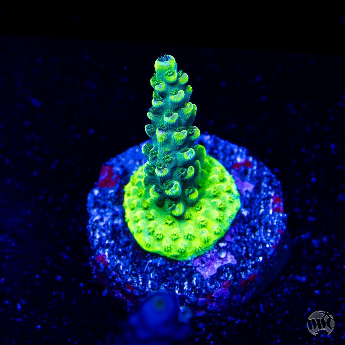 WWC Blazin Banshee Acropora