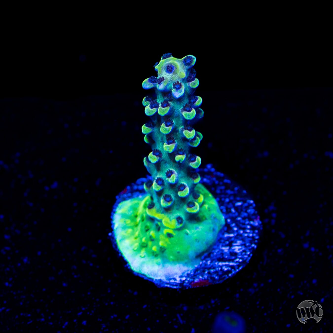WWC Blazin Banshee Acropora