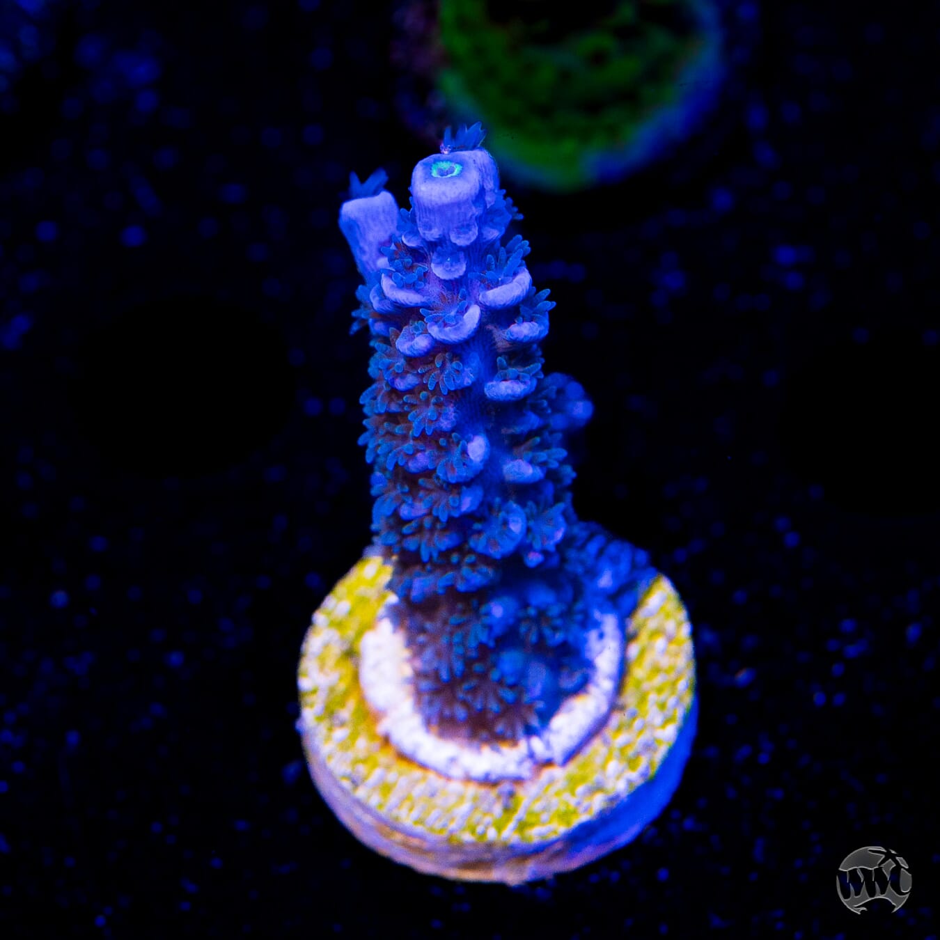 WWC Cobalt Acropora