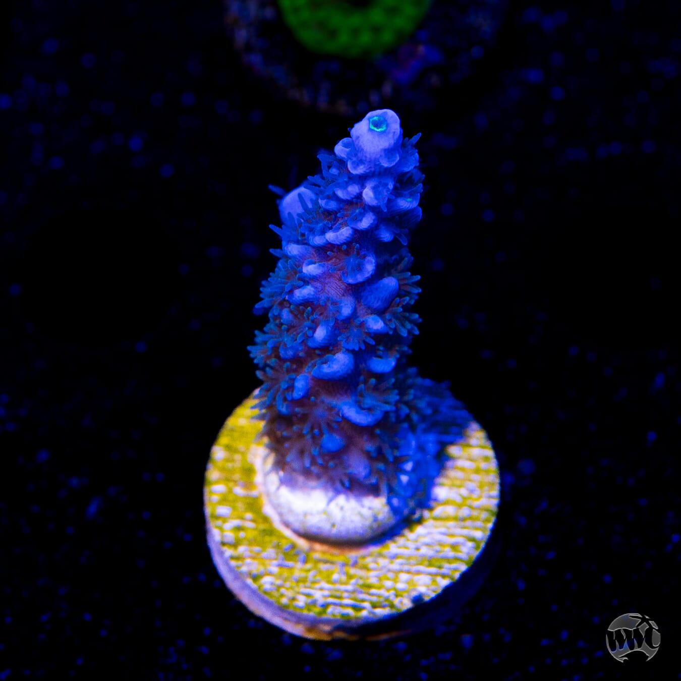 WWC Cobalt Acropora