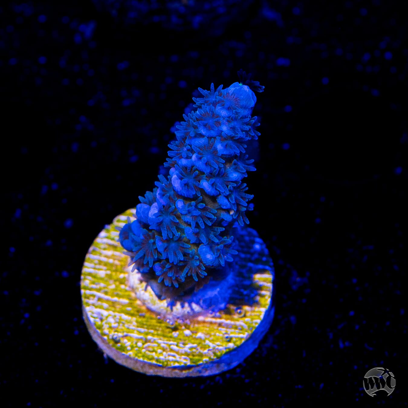 WWC Cobalt Acropora