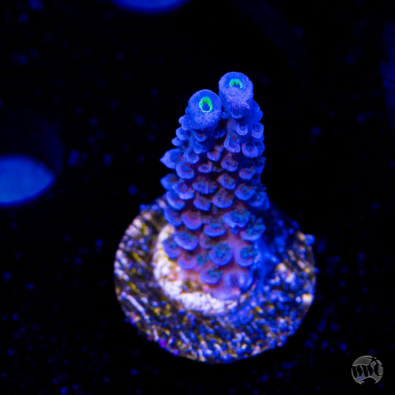 WWC Cobalt Acropora