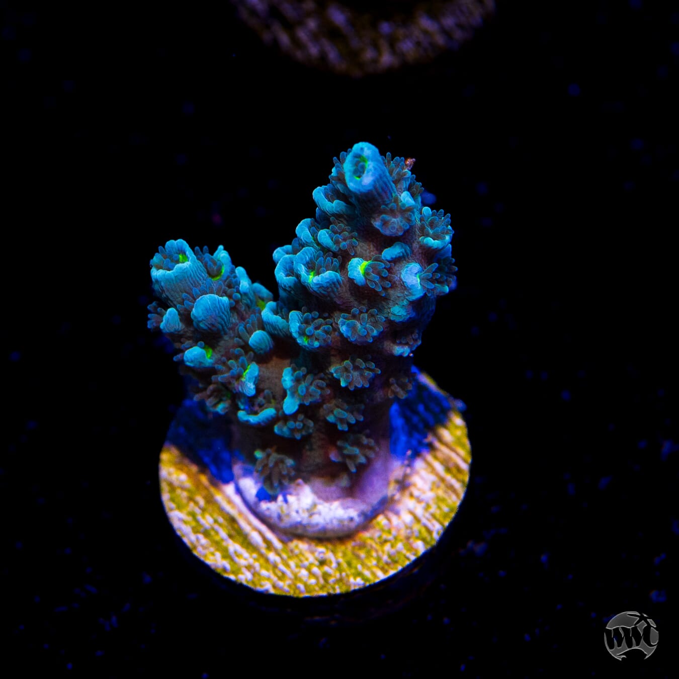 Man on the Moon Hoeksemai Acropora