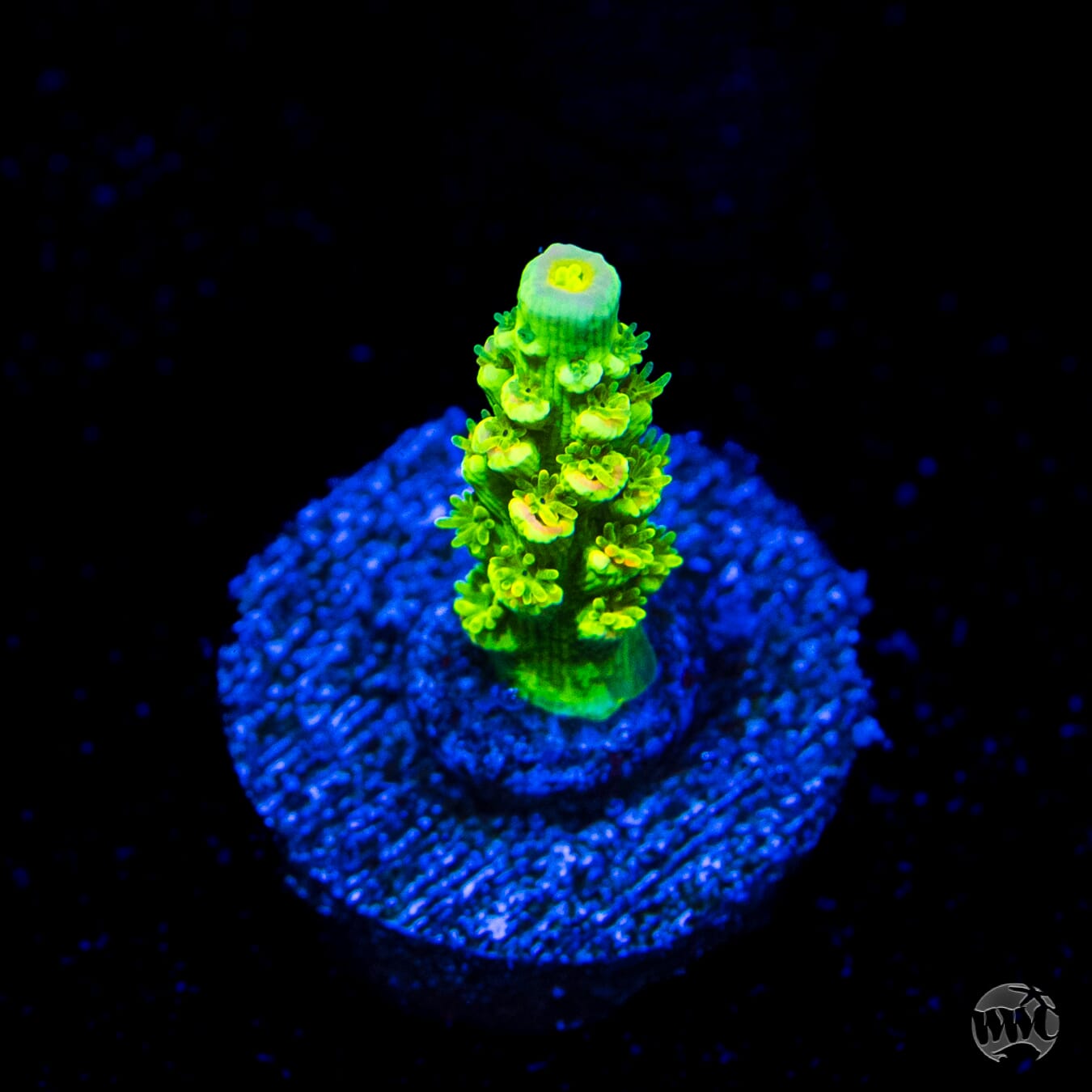 WWC Cash Me Outside Tenuis Acropora