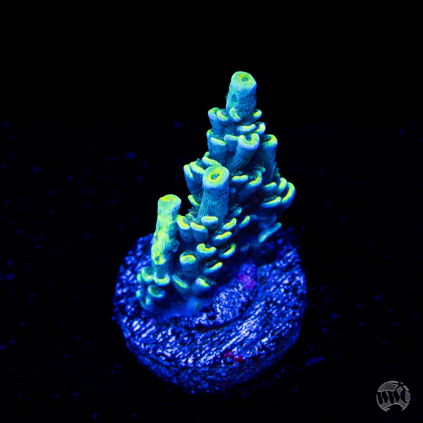 WWC Malibu Surfer Acropora