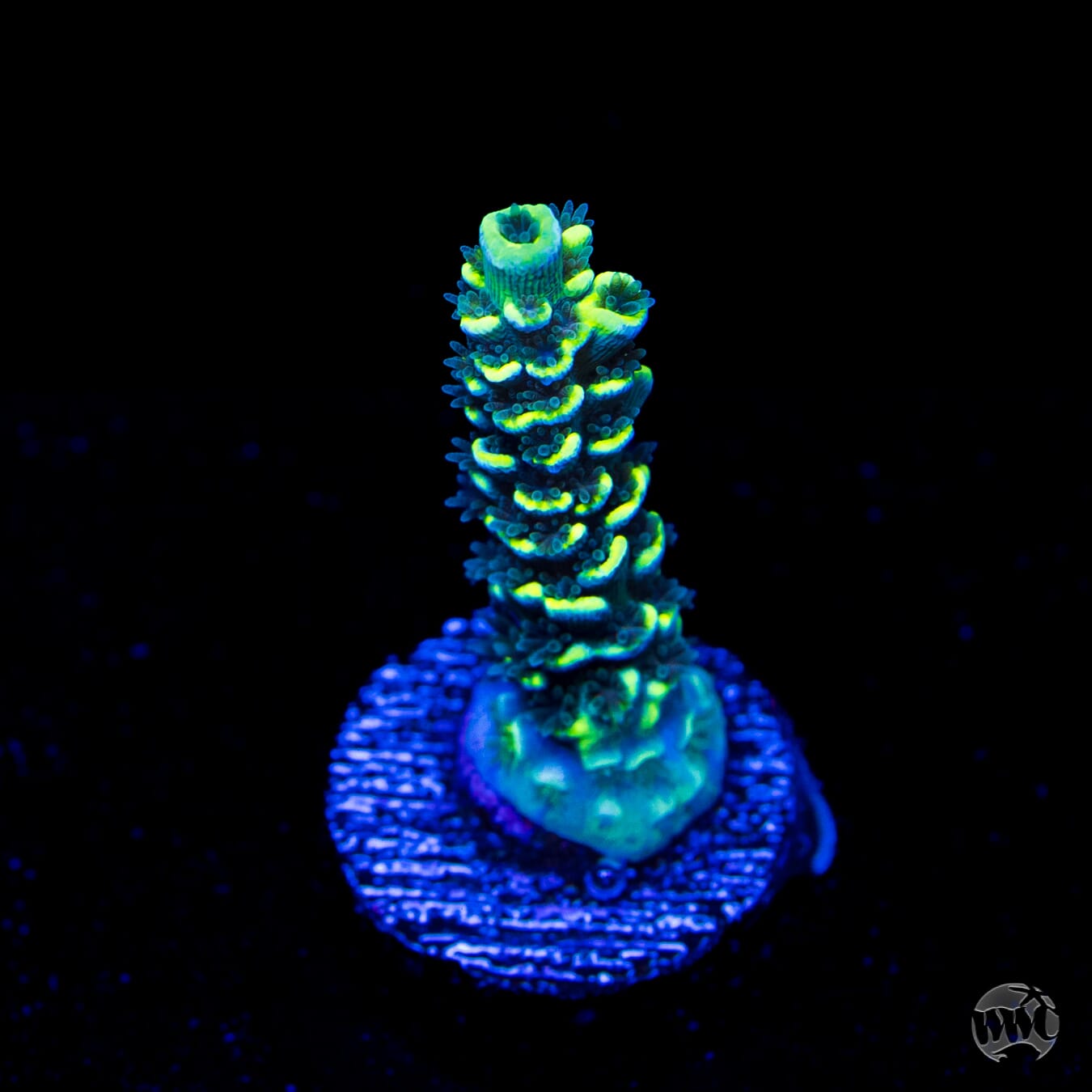 WWC Malibu Surfer Acropora