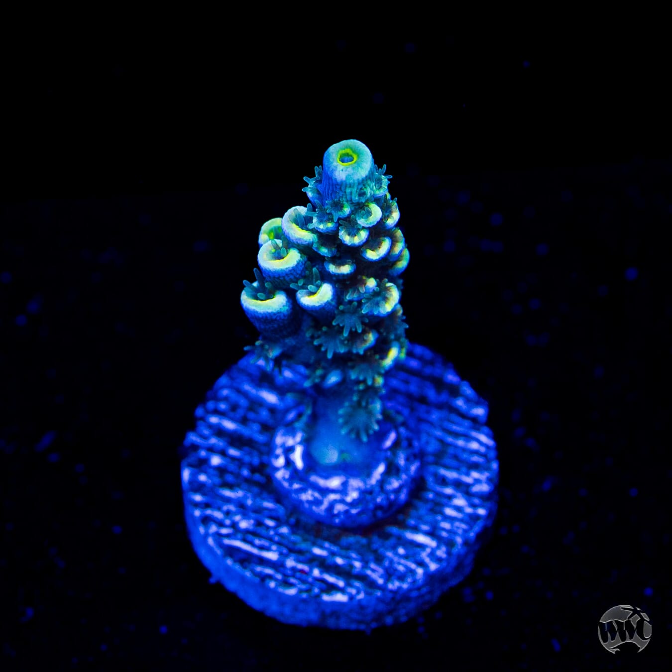 WWC Malibu Surfer Acropora