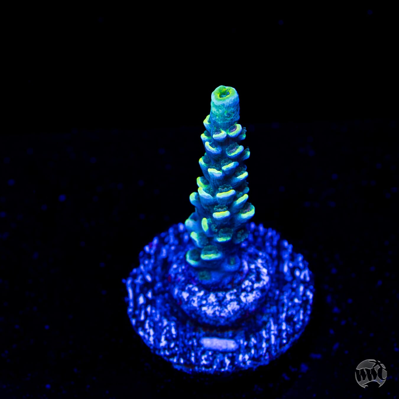 WWC Malibu Surfer Acropora
