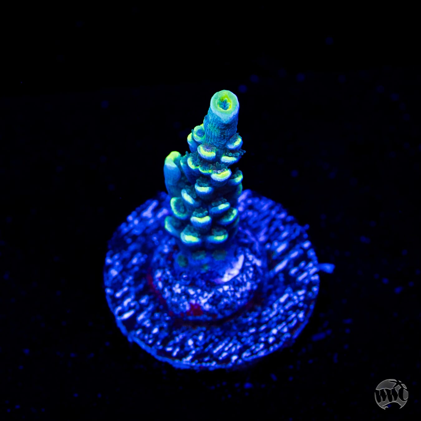 WWC Malibu Surfer Acropora