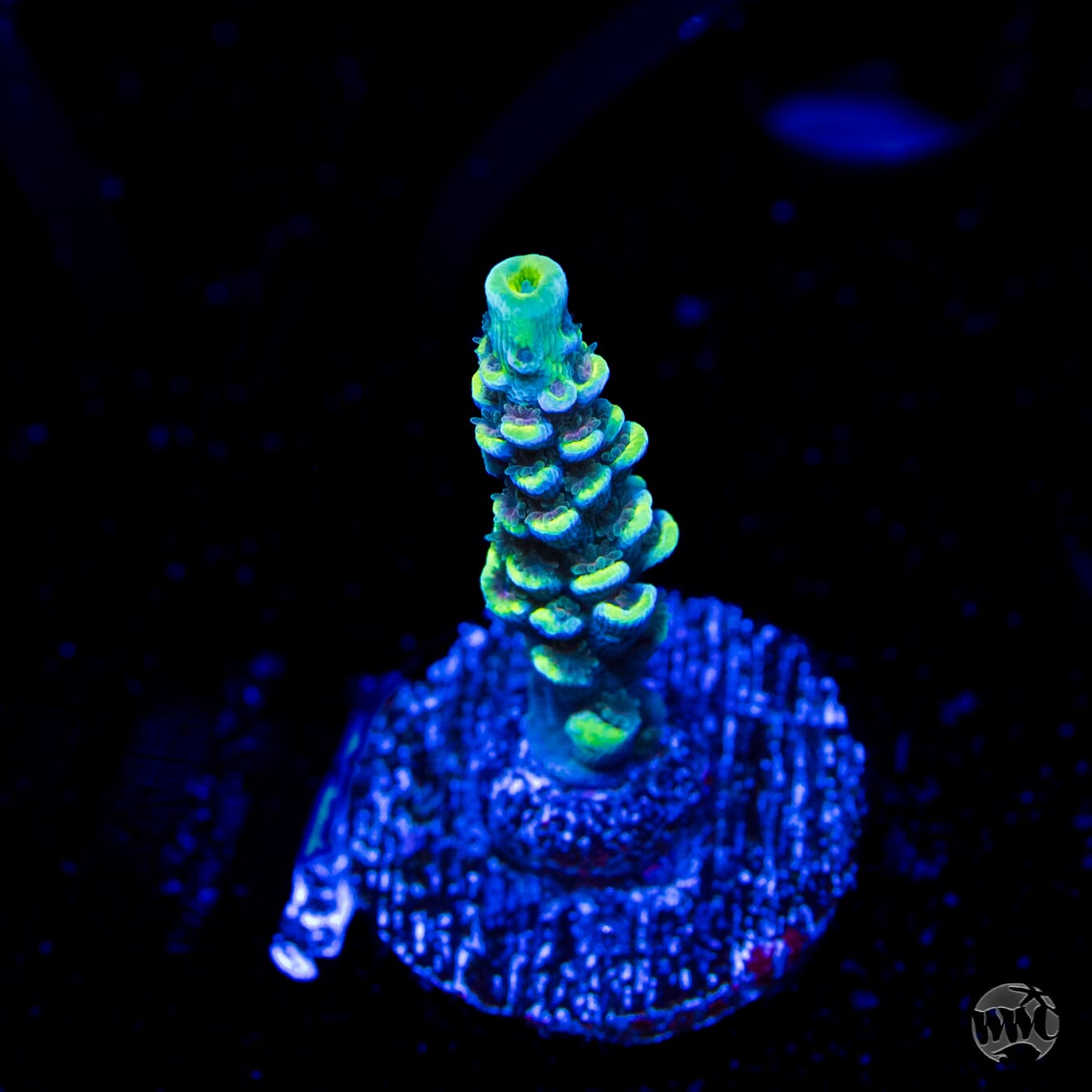 WWC Malibu Surfer Acropora