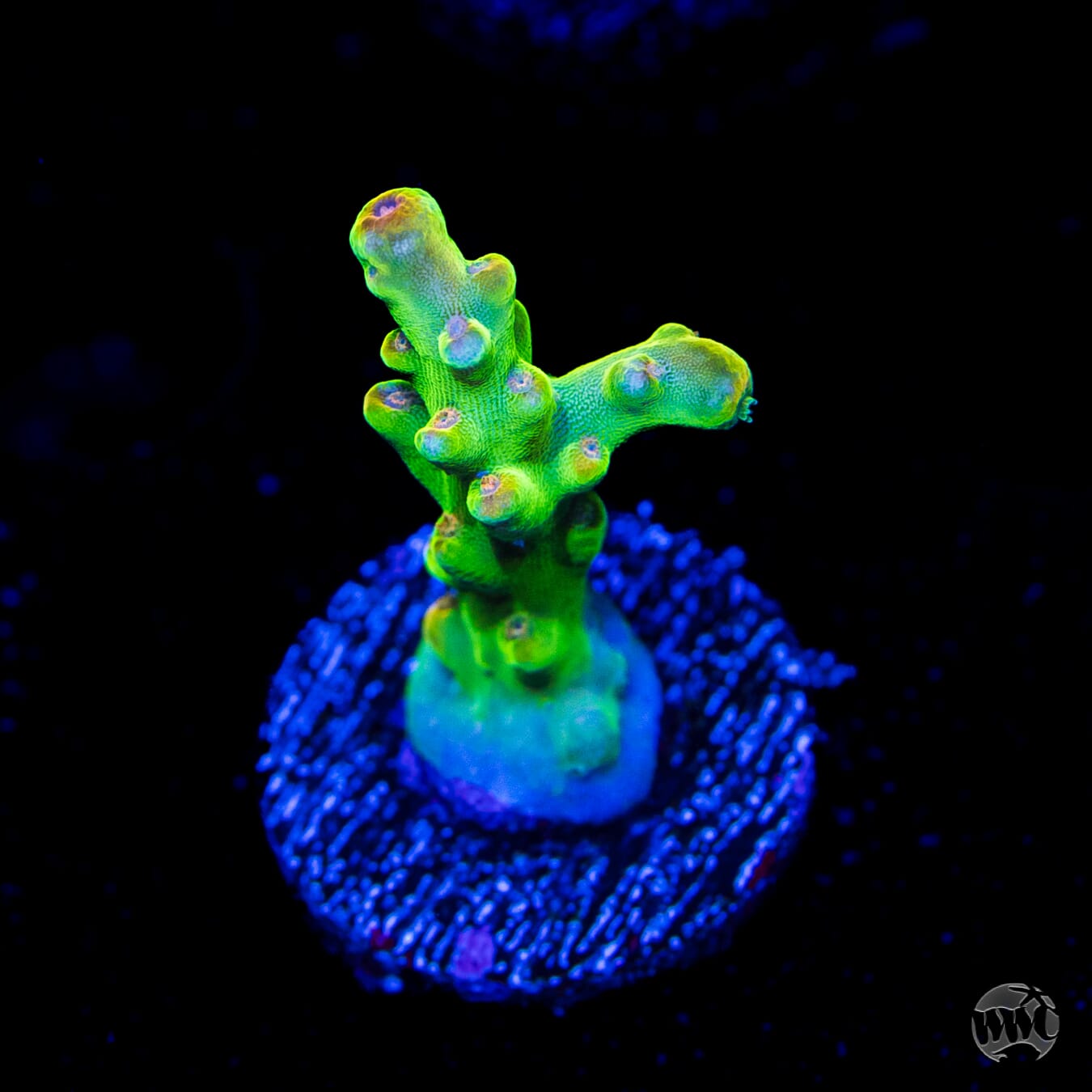 WWC Budgie Smuggler Acropora