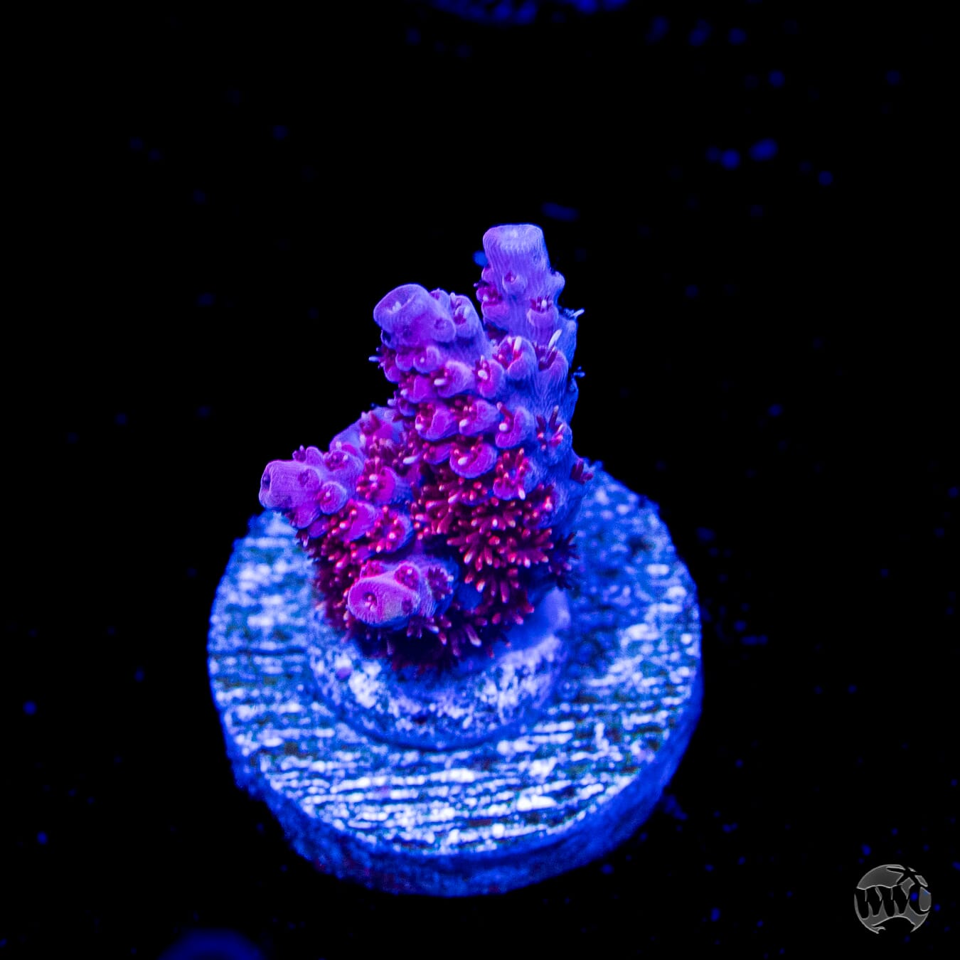 WWC Marmalade Melody Acropora