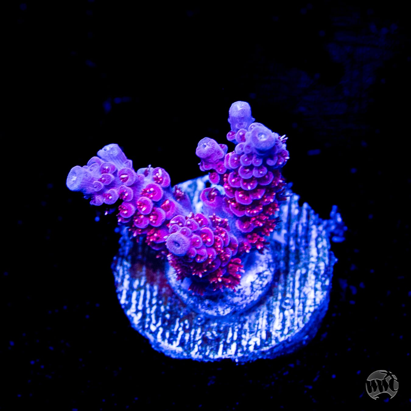 WWC Marmalade Melody Acropora