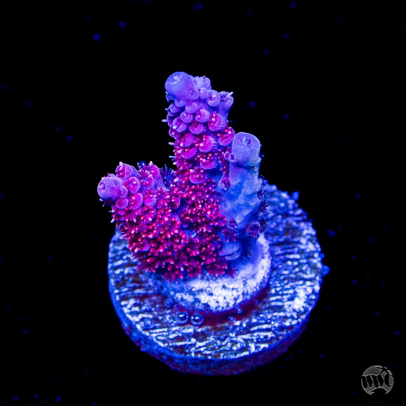 WWC Marmalade Melody Acropora