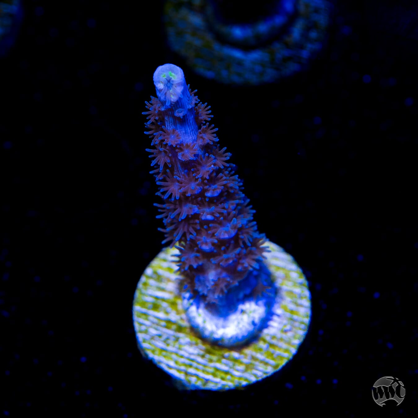 Jason Fox Papa Smurf Tenuis Acropora