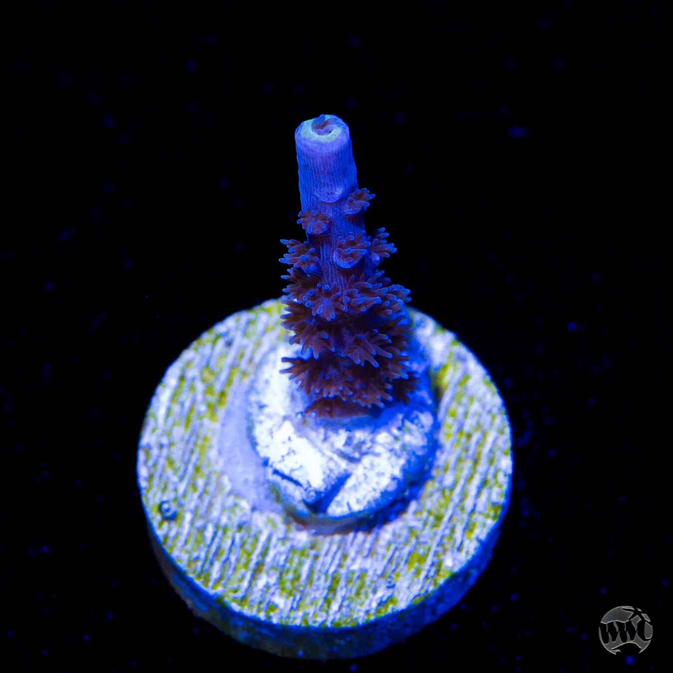 Jason Fox Papa Smurf Tenuis Acropora