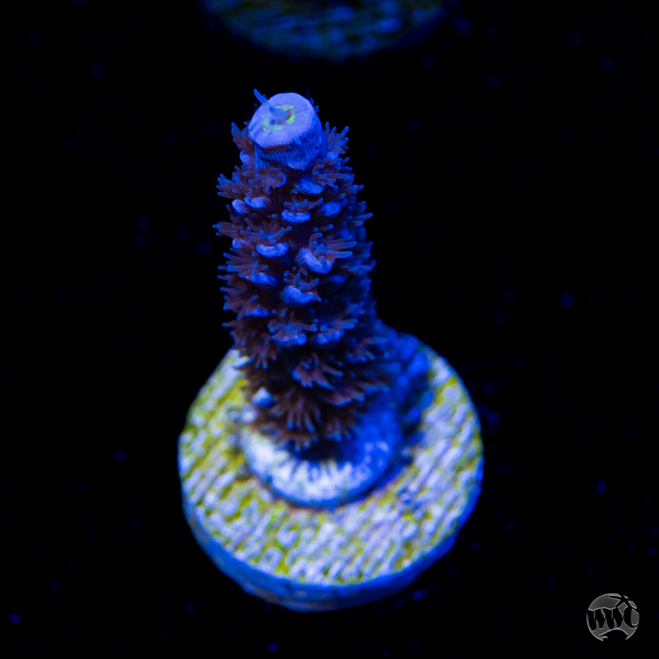 Jason Fox Papa Smurf Tenuis Acropora