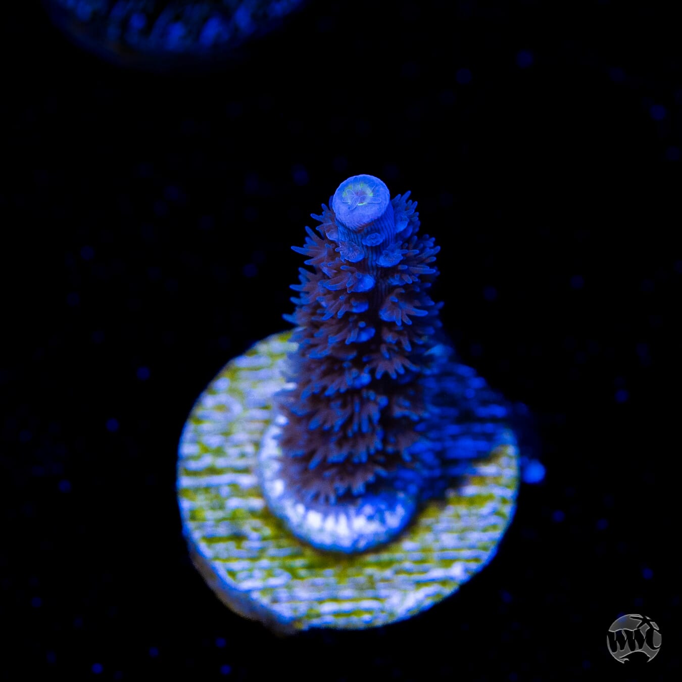 Jason Fox Papa Smurf Tenuis Acropora