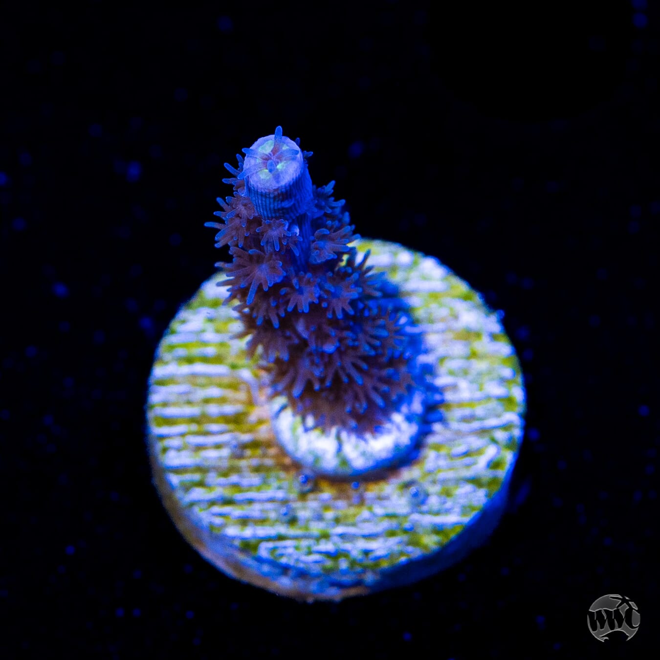 Jason Fox Papa Smurf Tenuis Acropora