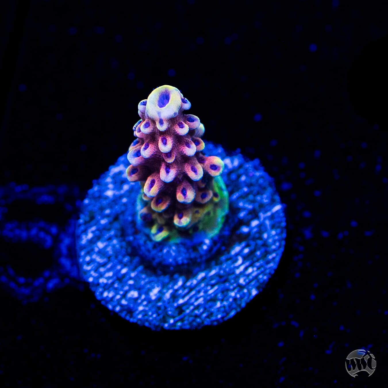 WWC Pink Cadillac Acropora