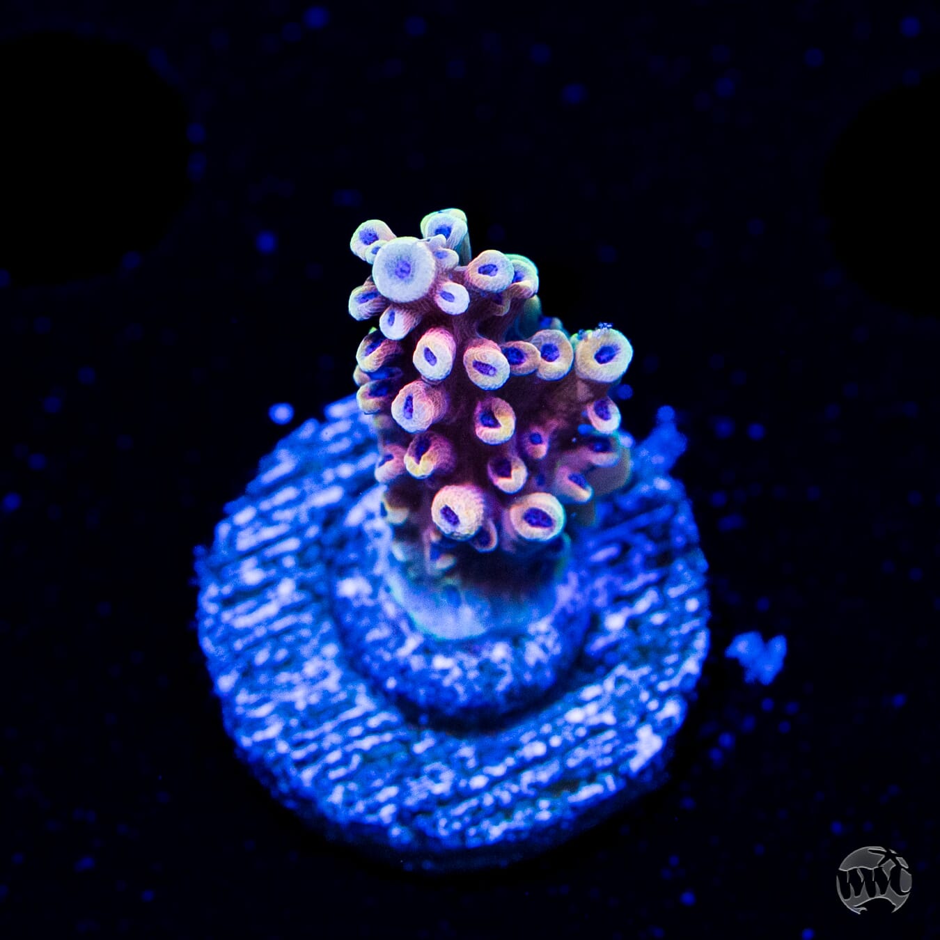 WWC Pink Cadillac Acropora