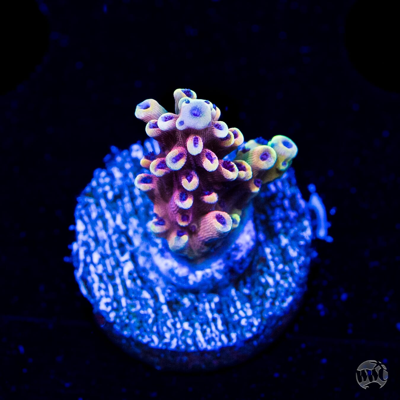WWC Pink Cadillac Acropora