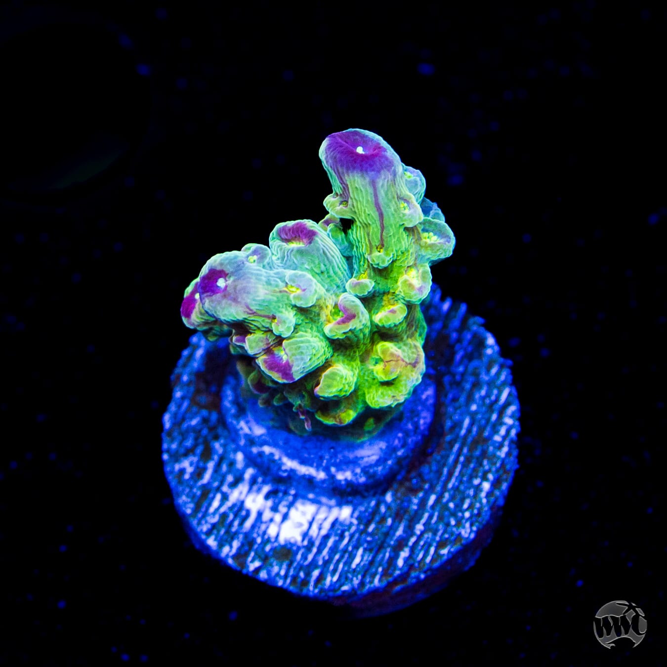 WWC Captain Caveman Acropora