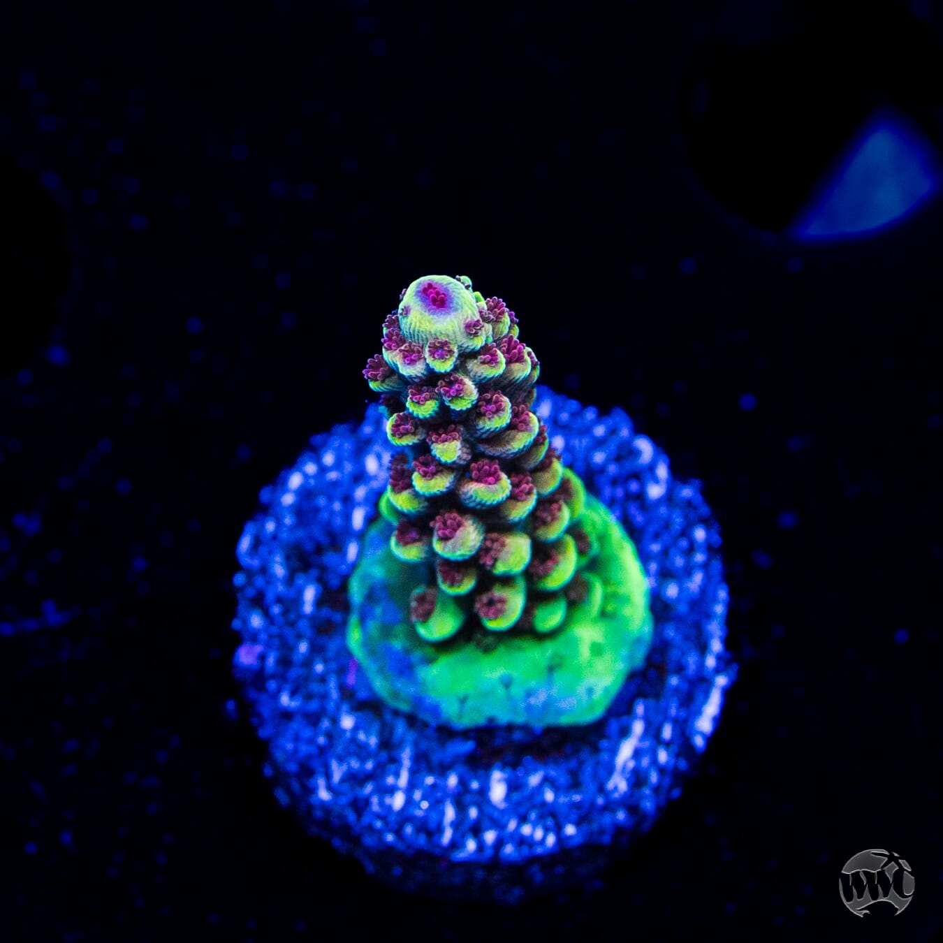 WWC Purple Dragona Acropora