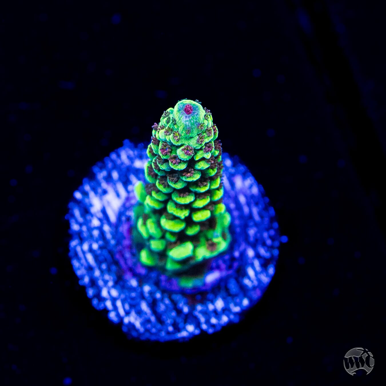WWC Purple Dragona Acropora