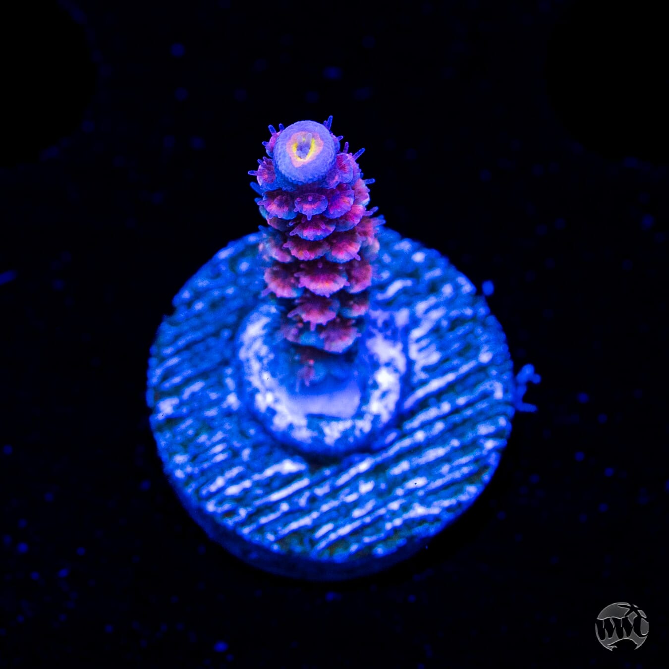WWC Sabotage Tenuis Acropora